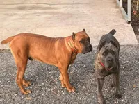 Kane, a male Cane Corso for sale in Beaumont, TX – Photo 2 of 4