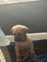 Kane, a male Cane Corso for sale in Beaumont, TX – Photo 4 of 4