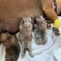 Fluffy Frenchi boy snoopy , a male French Bulldog for sale in Baytown, TX – 4 of 6