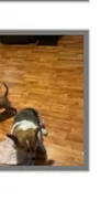 Lady urgent pregnant , a female Pembroke Welsh Corgi for sale in Beaumont, TX – 2 of 3