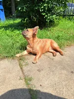 Fluffy Frenchi boy snoopy , a male French Bulldog for sale in Baytown, TX – 2 of 6