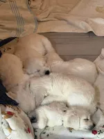 Lola, a female English Cream Golden Retriever for sale in Beaumont, TX – 4 of 4