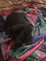 Carlos , a male Dachshund for sale in Beaumont, TX – 2 of 3
