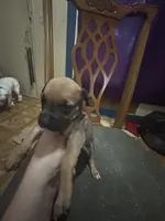Duke , a male Great Dane for sale in Beaumont, TX – 2 of 4