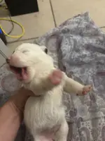 Katie, a female Toy Australian Shepherd for sale in Beaumont, TX – Photo 1 of 4