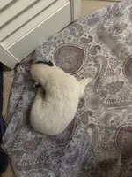 Katie, a female Toy Australian Shepherd for sale in Beaumont, TX – Photo 2 of 4