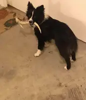 Katie, a female Toy Australian Shepherd for sale in Beaumont, TX – Photo 4 of 4