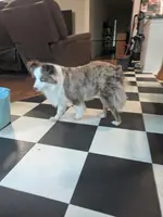 Katie, a female Toy Australian Shepherd for sale in Beaumont, TX – Photo 3 of 4