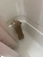 Gingerbread fluffy, a female Pembroke Welsh Corgi for sale in Beaumont, TX – Photo 4 of 5