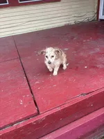 Gingerbread fluffy, a female Pembroke Welsh Corgi for sale in Beaumont, TX – Photo 3 of 5