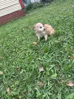 Gingerbread fluffy, a female Pembroke Welsh Corgi for sale in Beaumont, TX – Photo 5 of 5