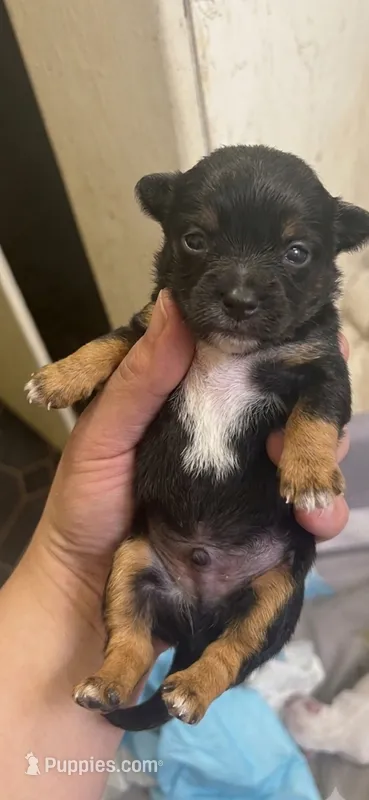 Andy  – Chihuahua puppy for sale in Beaumont, TX