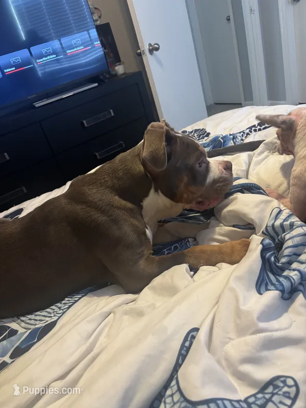 Urgent pregnant pocket bullie  – American Bully puppy for sale in Baytown, TX