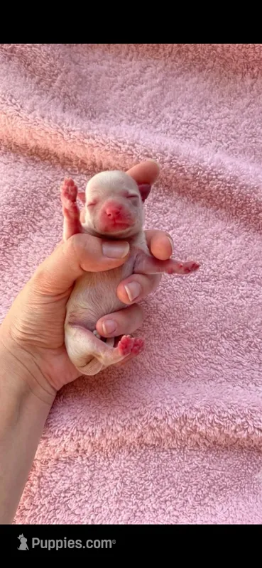 Blanca soild white long hair.  – Chihuahua puppy for sale in Beaumont, TX