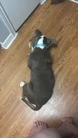 Magrita pocket bullie rare color , a female American Bully for sale in Baytown, TX – 3 of 4