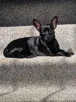 Eleven, a female Chihuahua for sale in Beaumont, TX – Photo 5 of 5