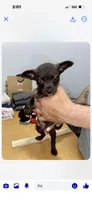 Eleven, a female Chihuahua for sale in Beaumont, TX – Photo 1 of 5
