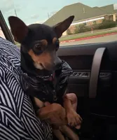 Eleven, a female Chihuahua for sale in Beaumont, TX – Photo 2 of 5