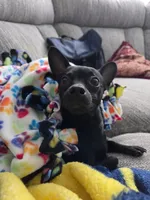 Eleven, a female Chihuahua for sale in Beaumont, TX – Photo 4 of 5