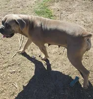 Star, a female Great Dane and Cane Corso for sale in Beaumont, TX – 2 of 6