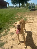 Star, a female Great Dane and Cane Corso for sale in Beaumont, TX – 3 of 6