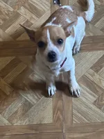 Eddie , a female Chihuahua for sale in Beaumont, TX – 5 of 5
