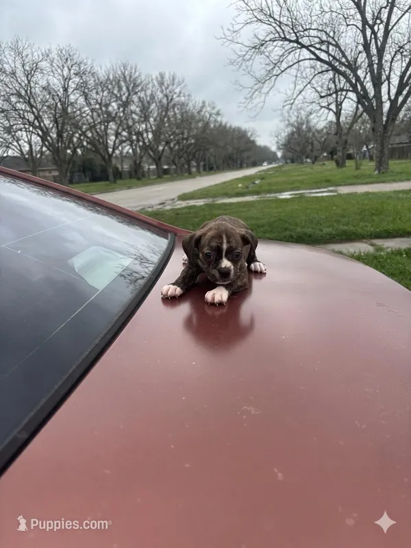Star – Boxer puppy for sale in Beaumont, TX