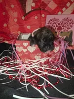 Star, a female Boxer for sale in Beaumont, TX – Photo 1 of 3