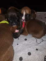 Star, a female Boxer for sale in Beaumont, TX – Photo 3 of 3