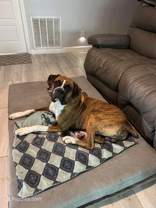 Star – Boxer puppy for sale in Beaumont, TX