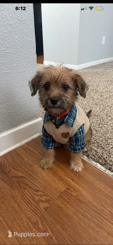 Cinco  – Miniature Goldendoodle puppy for sale in Baytown, TX