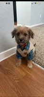 Cinco , a male Miniature Goldendoodle for sale in Baytown, TX – 1 of 3