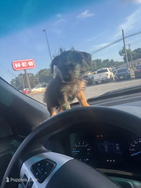 London  – Yorkshire Terrier puppy for sale in Beaumont, TX