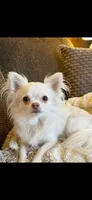 Andy , a male Chihuahua for sale in Beaumont, TX – 3 of 3