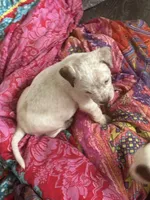 Bruno pocket bully , a male American Bully for sale in Beaumont, TX – Photo 1 of 5