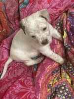 Bruno pocket bully , a male American Bully for sale in Beaumont, TX – Photo 4 of 5