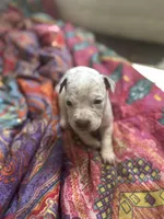 Bruno pocket bully , a male American Bully for sale in Beaumont, TX – Photo 5 of 5