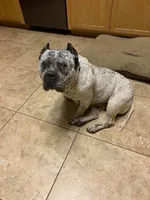 Bruno pocket bully , a male American Bully for sale in Beaumont, TX – Photo 3 of 5