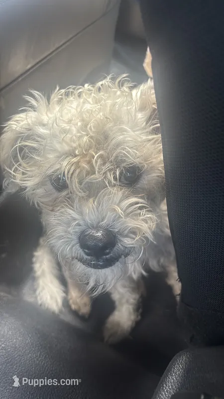 Woodstock  – Poodle - Toy  puppy for sale in Beaumont, TX