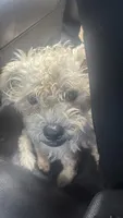 Woodstock , a male Poodle - Toy  for sale in Beaumont, TX – 1 of 2