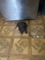Carlos , a male Dachshund for sale in Beaumont, TX – 4 of 5