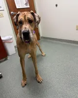 Bunny boy , a male Dalmatian and Great Dane for sale in Beaumont, TX – Photo 3 of 3