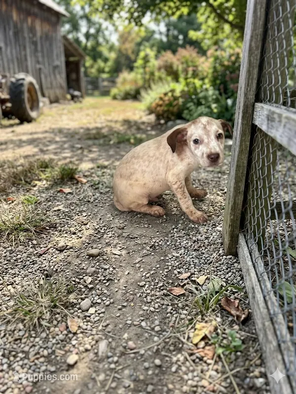 Bunny boy , a male Dalmatian and Great Dane for sale in Beaumont, TX – Photo 1 of 3