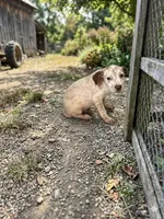Bunny boy , a male Dalmatian and Great Dane for sale in Beaumont, TX – Photo 1 of 3