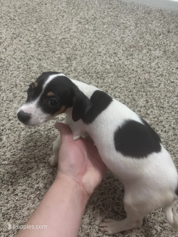 Mickey check him out  – Dachshund puppy for sale in Baytown, TX