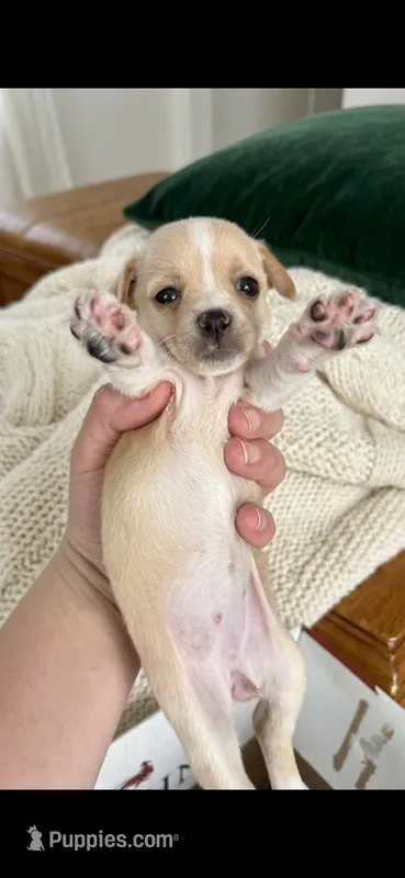 Lala  – Chihuahua puppy for sale in Beaumont, TX