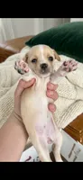 Lala , a female Chihuahua for sale in Beaumont, TX – 1 of 1
