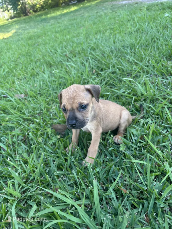 Carlos  – Cane Corso puppy for sale in Beaumont, TX