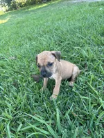 Carlos , a male Cane Corso for sale in Beaumont, TX – Photo 1 of 6