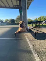Carlos , a male Cane Corso for sale in Beaumont, TX – Photo 6 of 6